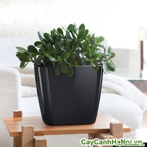 Cây Ngọc Bích chậu vuông thấp jade-plant-classico-white_1024x1024
