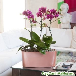 Hoa lan hồ điệp chấm hồng_pink-variegated-orchids_1024x1024
