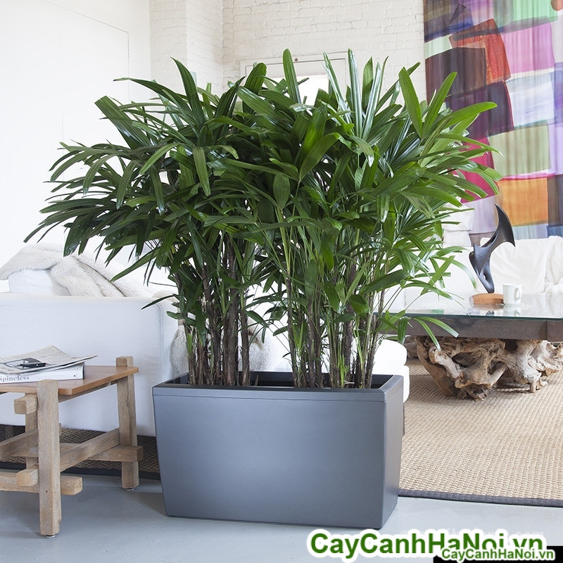 Cây Trúc Mây chậu chữ nhật nằm trong số cây cảnh dễ chăm sóc nhất